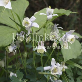 Аквилегия пиринейская (Aquilegia pyrenaica subsp. discolor)